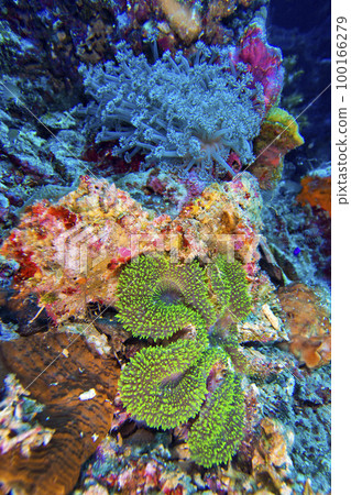 Reef Building Coral, Bunaken National Marine Park, Indonesia 100166279