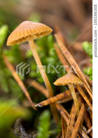 Wild Mushroom, Sierra de Guadarrama National Park, Spain 100166308