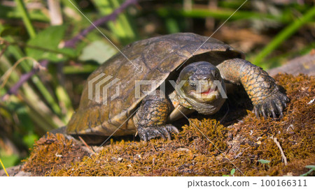 Mediterranean Pond Turtle, Monfrague National Park, Spain Mediterranean Pond Turtle, Monfrague National Park, Spain 100166311
