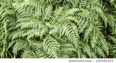 Leaves Fern Leaves Fern 100166325