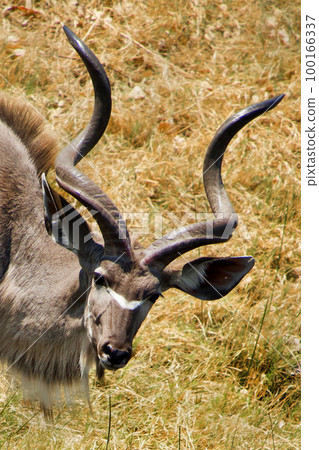 Kudu , Chobe National Park, Botswana Kudu , Chobe National Park, Botswana 100166337