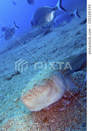 Stargazer, Cabo Cope Puntas del Calnegre Regional Park, Spain 100166345