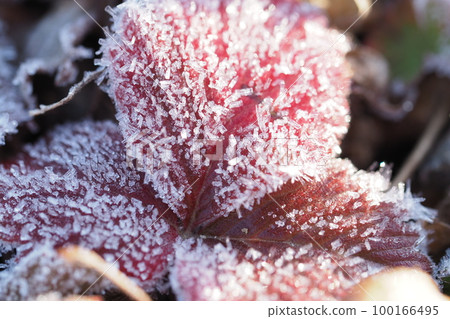 世界草莓葉上的霜 世界草莓葉上的霜 100166495
