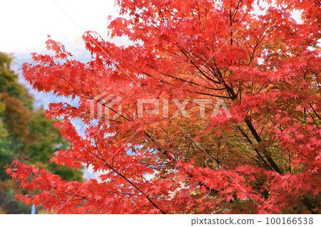 燃燒的秋天......金州碇湖畔湯西川溫泉站附近的秋葉 100166538