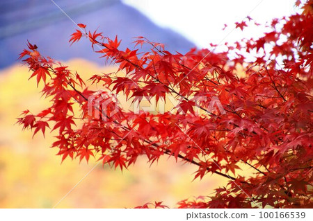 Burning autumn... Autumn foliage near Yunishigawa Onsen Station on the shores of Lake Ikari in Kinshu Burning autumn... Autumn foliage near Yunishigawa Onsen Station on the shores of Lake Ikari in Kinshu 100166539