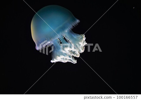 Color jellyfish, Color jellyfish, Catostylus mosaicus 100166557