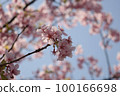 櫻桃樹 100166698