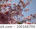 櫻桃樹 100166700