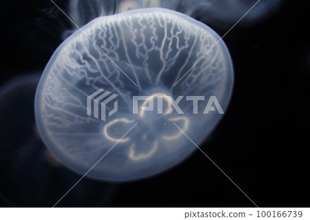 水母，水母，水母，月亮水母，水母，Aurelia aurita，Moon Jelly，W 100166739