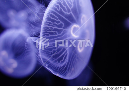 Water jellyfish, jellyfish, jellyfish, moon jellyfish, water jellyfish, Aurelia aurita, Moon Jelly, W 100166740