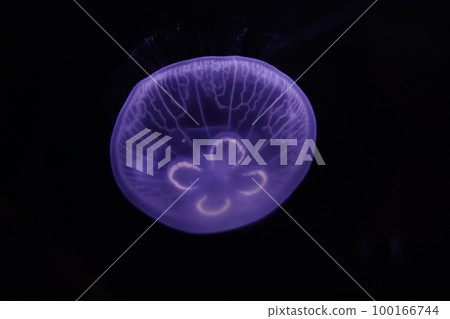Water jellyfish, jellyfish, jellyfish, moon jellyfish, water jellyfish, Aurelia aurita, Moon Jelly, W 100166744