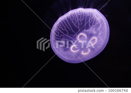 Water jellyfish, jellyfish, jellyfish, moon jellyfish, water jellyfish, Aurelia aurita, Moon Jelly, W Water jellyfish, jellyfish, jellyfish, moon jellyfish, water jellyfish, Aurelia aurita, Moon Jelly, W 100166748