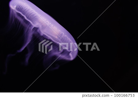 Water jellyfish, jellyfish, jellyfish, moon jellyfish, water jellyfish, Aurelia aurita, Moon Jelly, W Water jellyfish, jellyfish, jellyfish, moon jellyfish, water jellyfish, Aurelia aurita, Moon Jelly, W 100166753