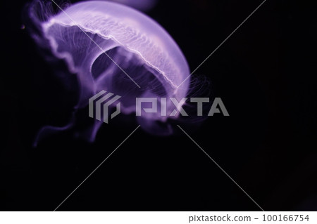 Water jellyfish, jellyfish, jellyfish, moon jellyfish, water jellyfish, Aurelia aurita, Moon Jelly, W 100166754