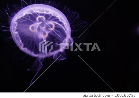 Water jellyfish, jellyfish, jellyfish, moon jellyfish, water jellyfish, Aurelia aurita, Moon Jelly, W 100166755