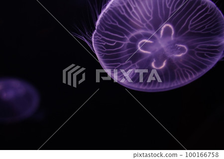 Water jellyfish, jellyfish, jellyfish, moon jellyfish, water jellyfish, Aurelia aurita, Moon Jelly, W 100166758