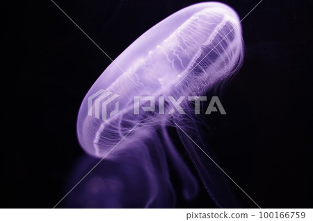 Water jellyfish, jellyfish, jellyfish, moon jellyfish, water jellyfish, Aurelia aurita, Moon Jelly, W 100166759