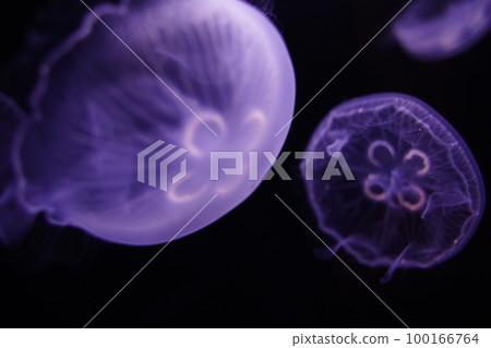 Water jellyfish, jellyfish, jellyfish, moon jellyfish, water jellyfish, Aurelia aurita, Moon Jelly, W 100166764