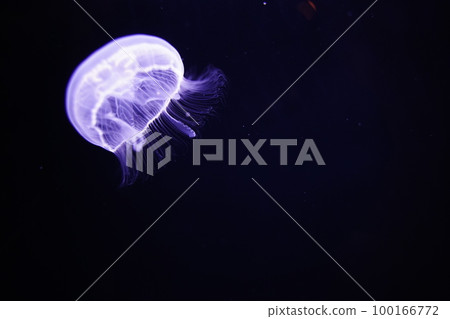 Water jellyfish, jellyfish, jellyfish, moon jellyfish, water jellyfish, Aurelia aurita, Moon Jelly, W Water jellyfish, jellyfish, jellyfish, moon jellyfish, water jellyfish, Aurelia aurita, Moon Jelly, W 100166772