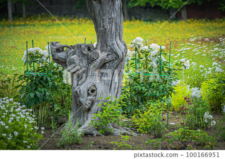 Autumn scenery of Kamuikotan 100166951