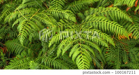 Leaves Fern Leaves Fern 100167211
