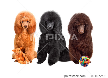 Cute three months toy poodle puppies Cute three months toy poodle puppies 100167248