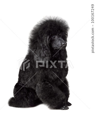 Puppy of toy black poodle Puppy of toy black poodle 100167249