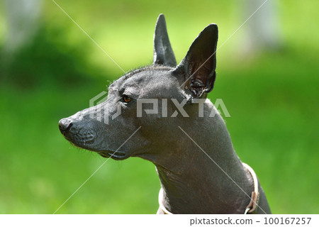Portrait of Mexican Hairless Dog Portrait of Mexican Hairless Dog 100167257