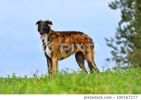 Beautiful puppy of russian borzoi dog Beautiful puppy of russian borzoi dog 100167277