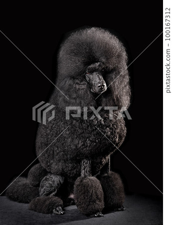 Beautiful standard black poodle 100167312