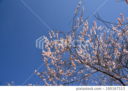 梅花告訴春天的到來 100167313