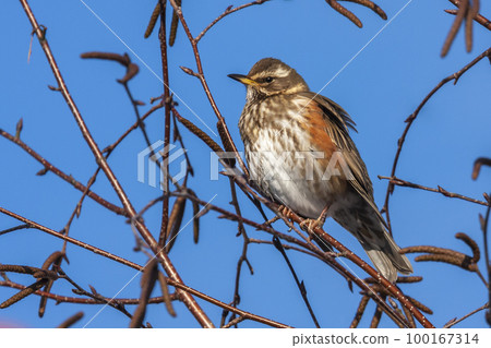 Redwing (Turdus iliacus) in a birch tree in the Netherlands 100167314