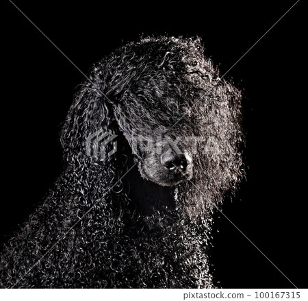 Portrait of wet dog after the shower 100167315