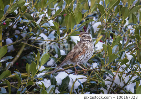 Redwing (Turdus iliacus) in a holly tree in the Netherlands Redwing (Turdus iliacus) in a holly tree in the Netherlands 100167328