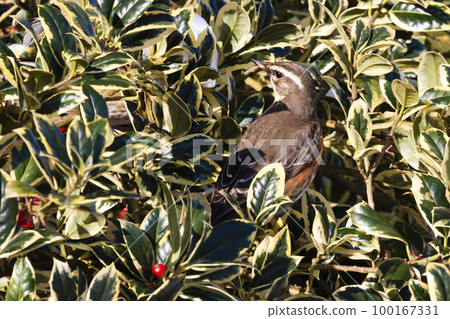 Redwing (Turdus iliacus) in a holly tree in the Netherlands 100167331