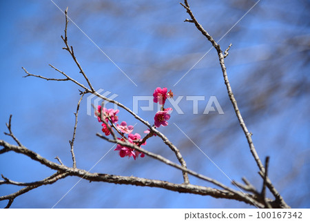 Plum blossoms telling the arrival of spring Plum blossoms telling the arrival of spring 100167342