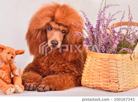 Funny puppy of toy poodle Funny puppy of toy poodle 100167343