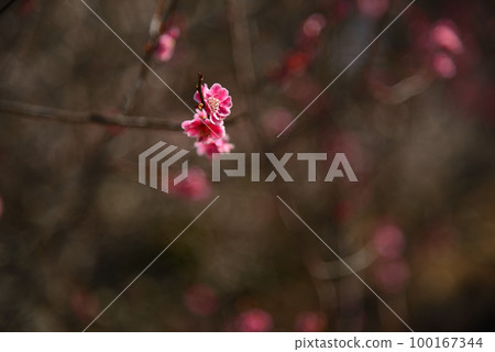 Plum blossoms telling the arrival of spring Plum blossoms telling the arrival of spring 100167344