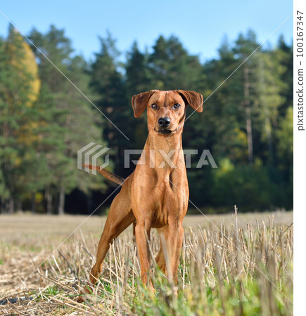 Brown German Pinscher 100167347