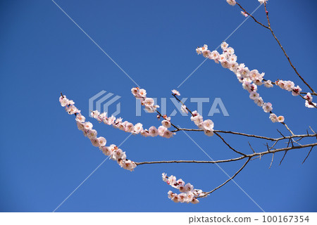 Plum blossoms telling the arrival of spring Plum blossoms telling the arrival of spring 100167354