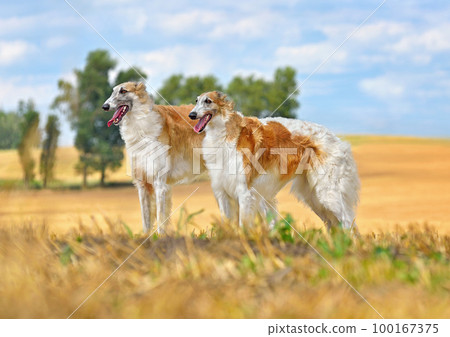 Two beautiful russian borzoi dogs Two beautiful russian borzoi dogs 100167375