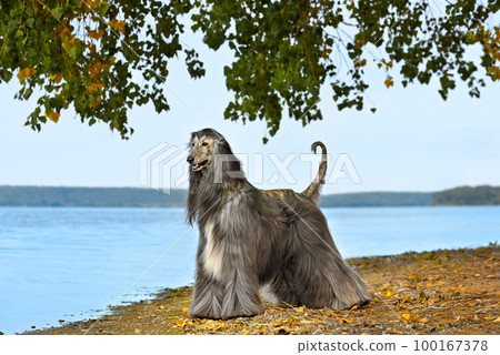 Beautiful fully coated Afghan Hound 100167378