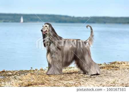 Fully coated Afghan Hound Fully coated Afghan Hound 100167381