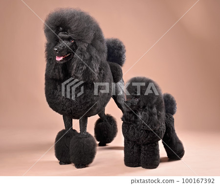 Small and big poodles 100167392