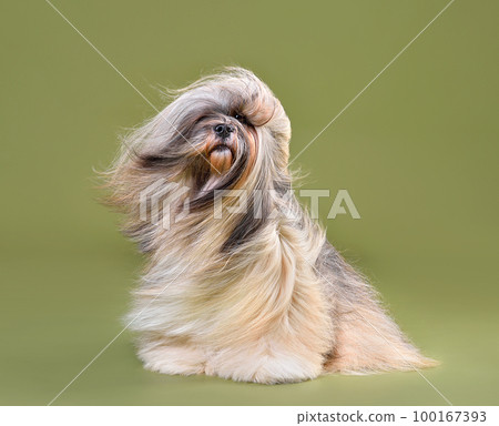 Fully coated  beautiful Lhasa Apso dog 100167393