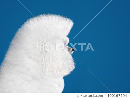 Portrait of white toy poodle Portrait of white toy poodle 100167394
