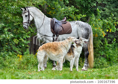 Beautiful russian borzoi dogs with gray horse Beautiful russian borzoi dogs with gray horse 100167396