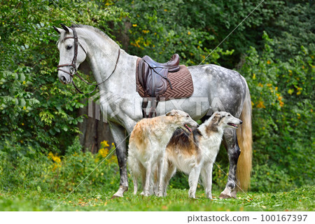 Beautiful russian borzoi dogs with gray horse Beautiful russian borzoi dogs with gray horse 100167397