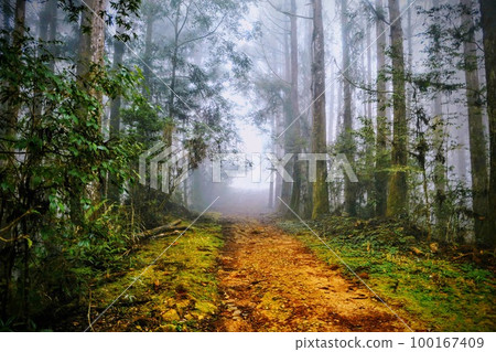 beautiful green foggy forest 100167409