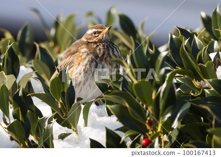 Redwing (Turdus iliacus) in a holly tree in the Netherlands Redwing (Turdus iliacus) in a holly tree in the Netherlands 100167413